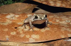 Chorus: Mountain Chorus Frog
