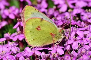 Colias: Mountain Clouded Yellow