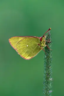 Colias: Mountain Clouded Yellow Butterfly