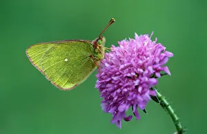 Colias: Mountain Clouded Yellow Butterfly