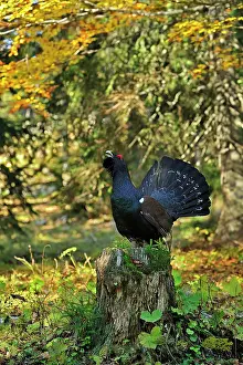 Capercaillie: Mountain Cock Capercaillie Cock Wood Grouse Cock