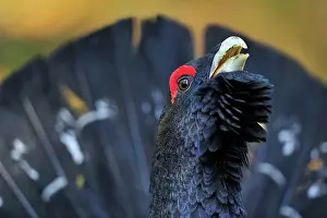 Capercaillie: Mountain Cock Capercaillie Cock Wood Grouse Cock