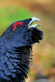 Capercaillie: Mountain Cock Capercaillie Cock Wood Grouse Cock