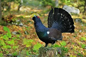 Capercaillie: Mountain Cock Capercaillie Wood Grouse Cock of the