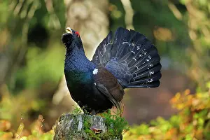 Capercaillie: Mountain Cock Capercaillie Wood Grouse Cock of the