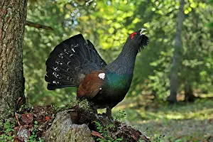 Capercaillie: Mountain Cock Capercaillie Wood Grouse Cock of the