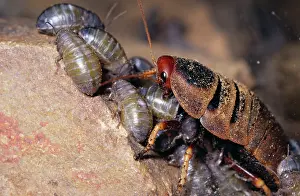 Nymph: Mountain COCKROACH - female with nymphs 1-2 hours old