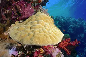 Porites: Mountain coral (Porites lutea), Elphinstone Reef