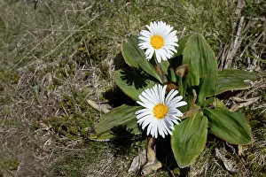Celmisia: Mountain Daisy