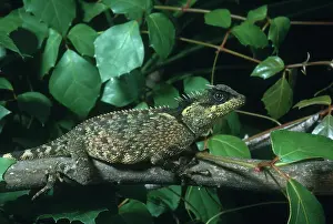 Agamid: Mountain Dragon Lizard