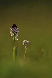 Everlasting: Mountain Everlasting