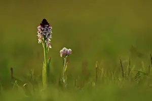 Everlasting: Mountain Everlasting