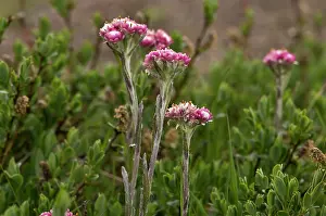Everlasting: Mountain Everlasting (Antennaria dioica), pink form