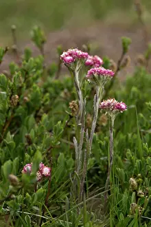 Everlasting: Mountain Everlasting (Antennaria dioica), pink form