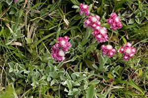 Everlasting: Mountain everlasting, female flower