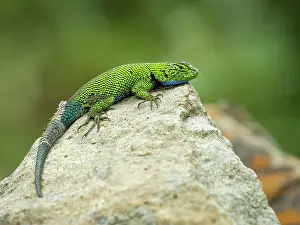 Guatemala: Mountain Fence lizard (Sceloporus smaragdinus), Guatemala
