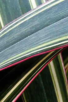 Phormium: Mountain flax