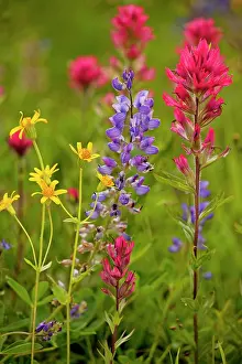 Arnica: Mountain flowers - broadleaf Arnica, Magenta Paintbrush