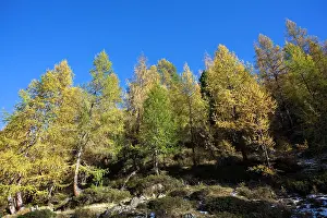 Larix: Mountain forest of European larch (Larix