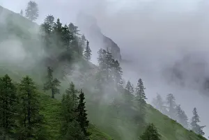 Larix: Mountain forest with larch trees in rain