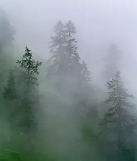 Larix: Mountain forest with larch trees in rain