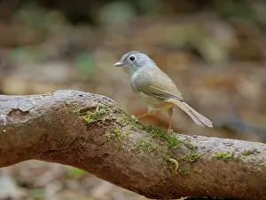 Vietnam: Mountain Fulvetta Alcippe peracensis Da Lat, Vietnam