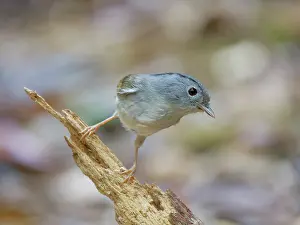 Vietnam: Mountain Fulvetta Alcippe peracensis Da Lat, Vietnam