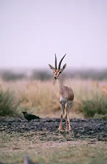 Gazelles: Mountain Gazelle / Chinkara - male