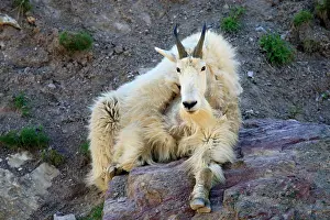 Oreamnos: Mountain Goat