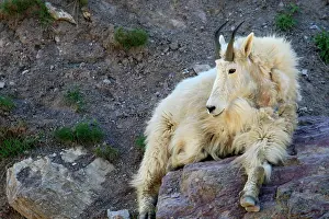 Oreamnos: Mountain Goat