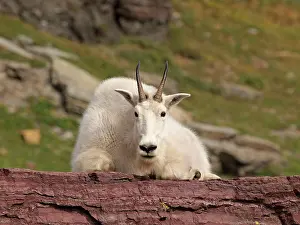 Oreamnos: Mountain Goat