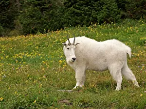 Oreamnos: Mountain Goat