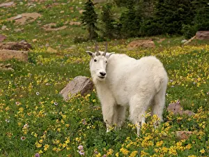 Oreamnos: Mountain Goat