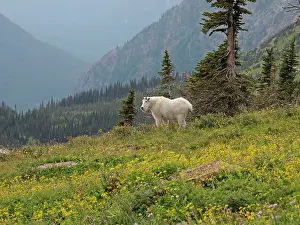 Oreamnos: Mountain Goat