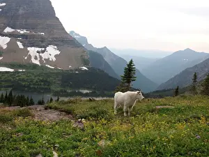 Oreamnos: Mountain Goat