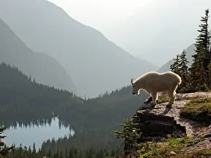 Oreamnos: Mountain Goat