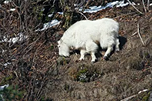 Oreamnos: Mountain Goat