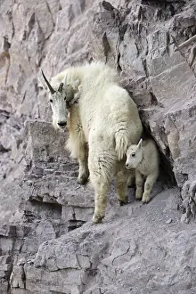 Oreamnos: Mountain Goat adult and kid - Mountain Goat adult