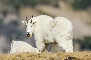 Oreamnos: Mountain Goat Billies (Oreamnos americanus) in the