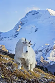 Mountain Goat billy (Oreamnos americanus). Northern