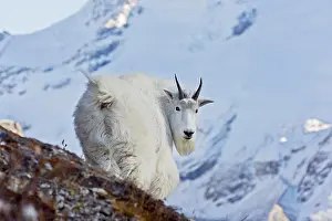 Mountain Goat billy (Oreamnos americanus). Northern
