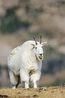 Oreamnos: Mountain Goat Billy (Oreamnos americanus) in the