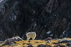 Oreamnos: Mountain Goat Billy (Oreamnos americanus) in the