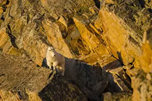 Oreamnos: Mountain Goat Billy (Oreamnos americanus) in the