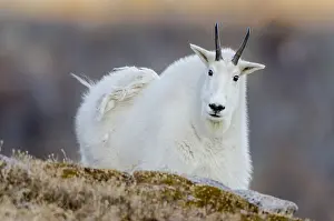 Oreamnos: Mountain Goat Billy (Oreamnos americanus) in the