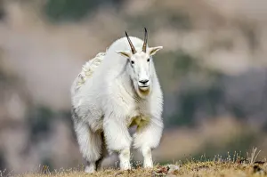 Oreamnos: Mountain Goat Billy (Oreamnos americanus) in the