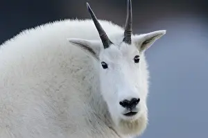 Oreamnos: Mountain Goat Billy (Oreamnos americanus) in the