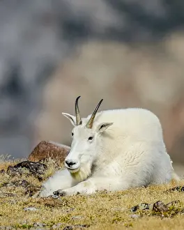 Oreamnos: Mountain Goat Billy (Oreamnos americanus) resting