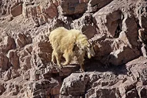Oreamnos: Mountain Goat - climbing on rocks