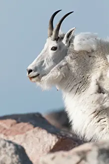 Oreamnos: Mountain Goat - close up of head